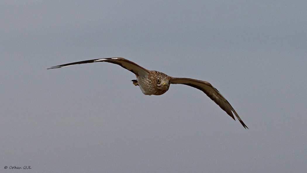Eurasian Stone-curlew
