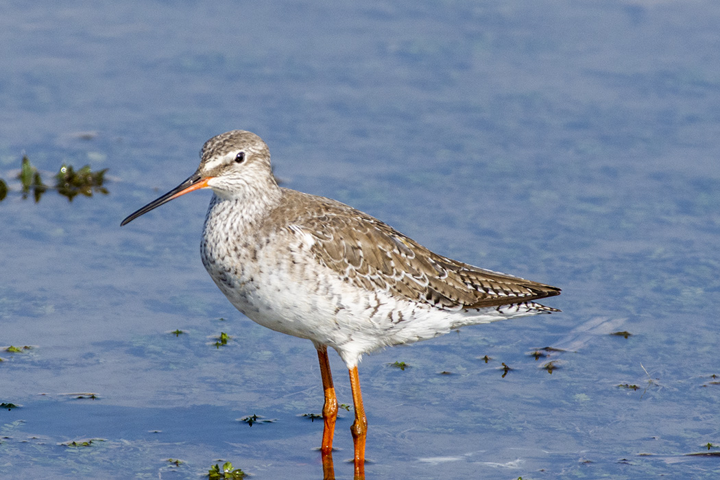 Spotted Redshank
