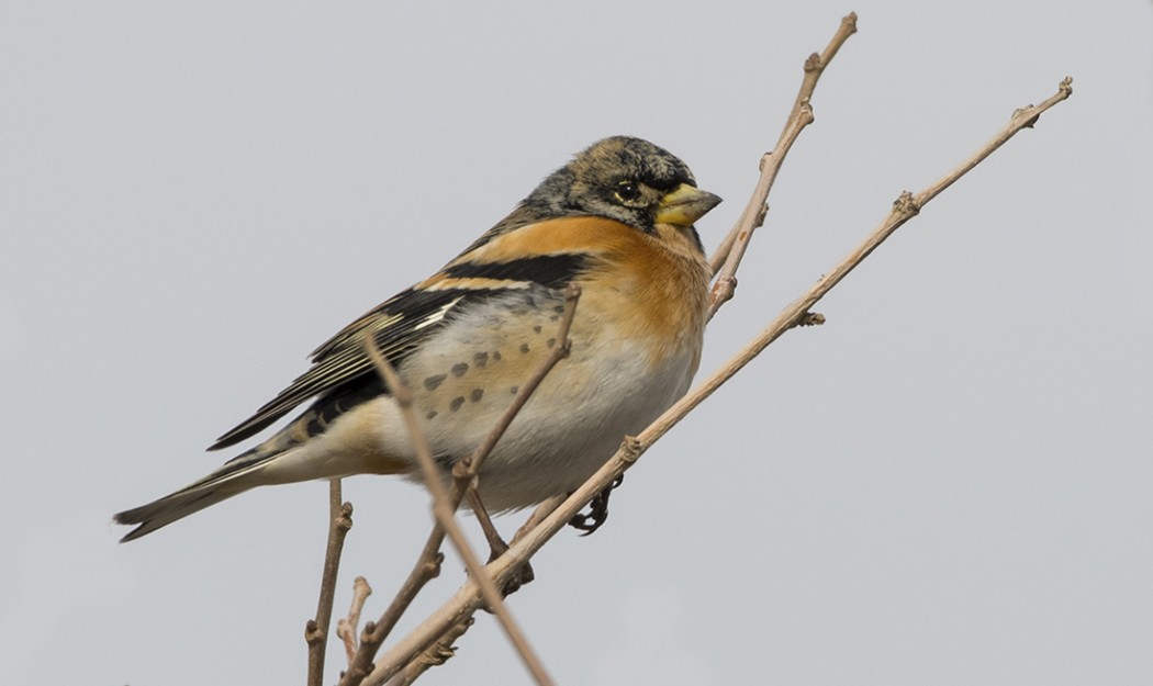 Brambling