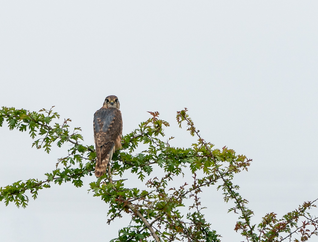 Merlin