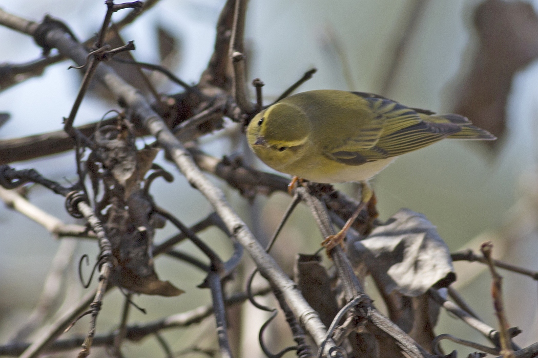 Wood Warbler