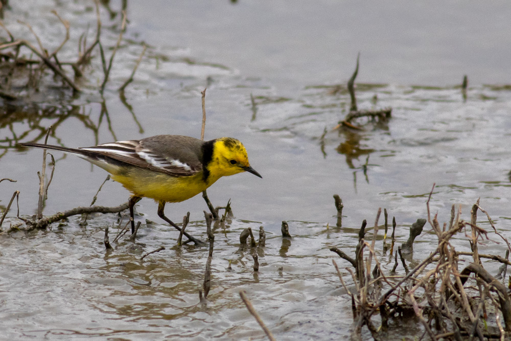 Citrine Wagtail