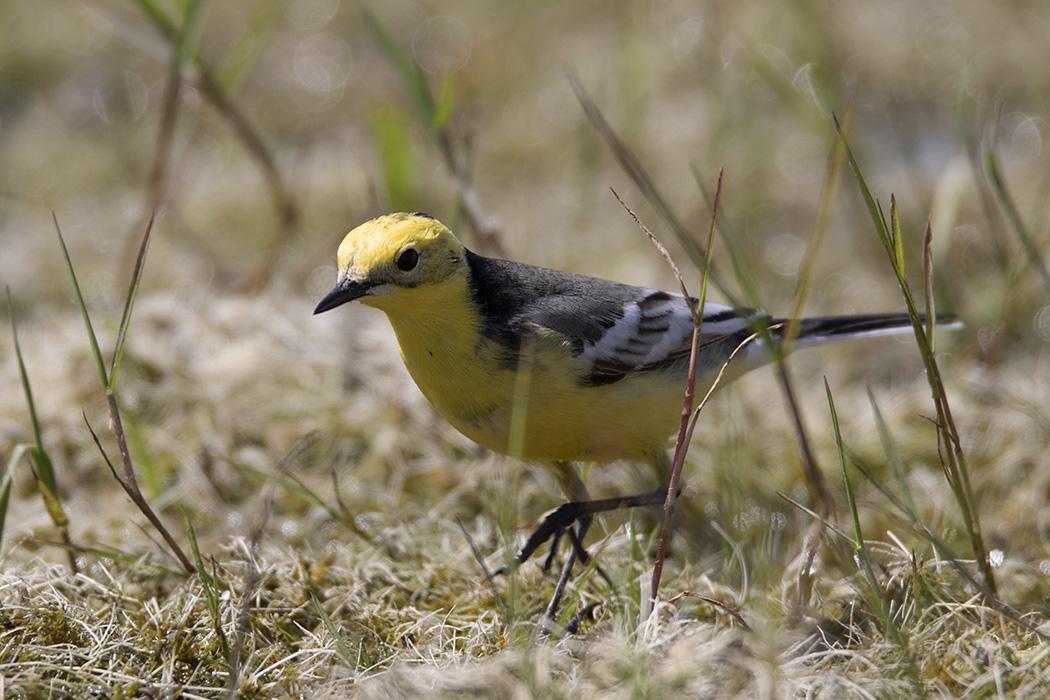 Citrine Wagtail