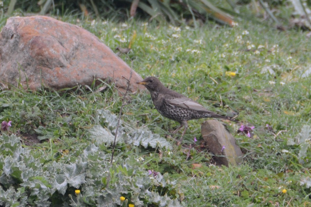 Ring Ouzel