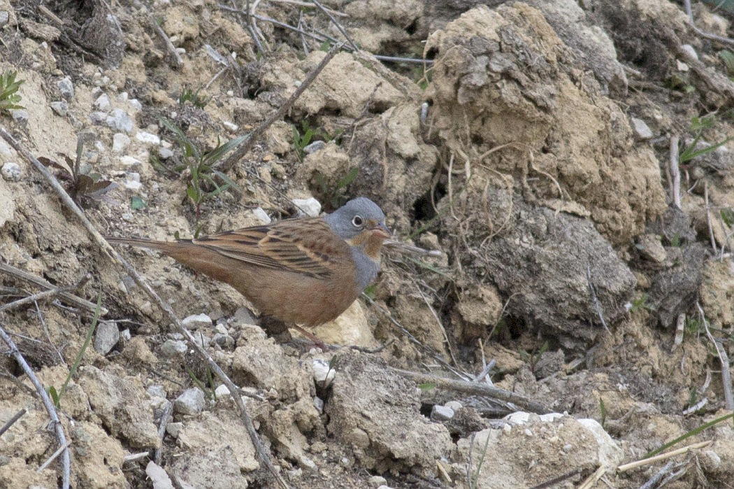 Cretzschmar`s Bunting
