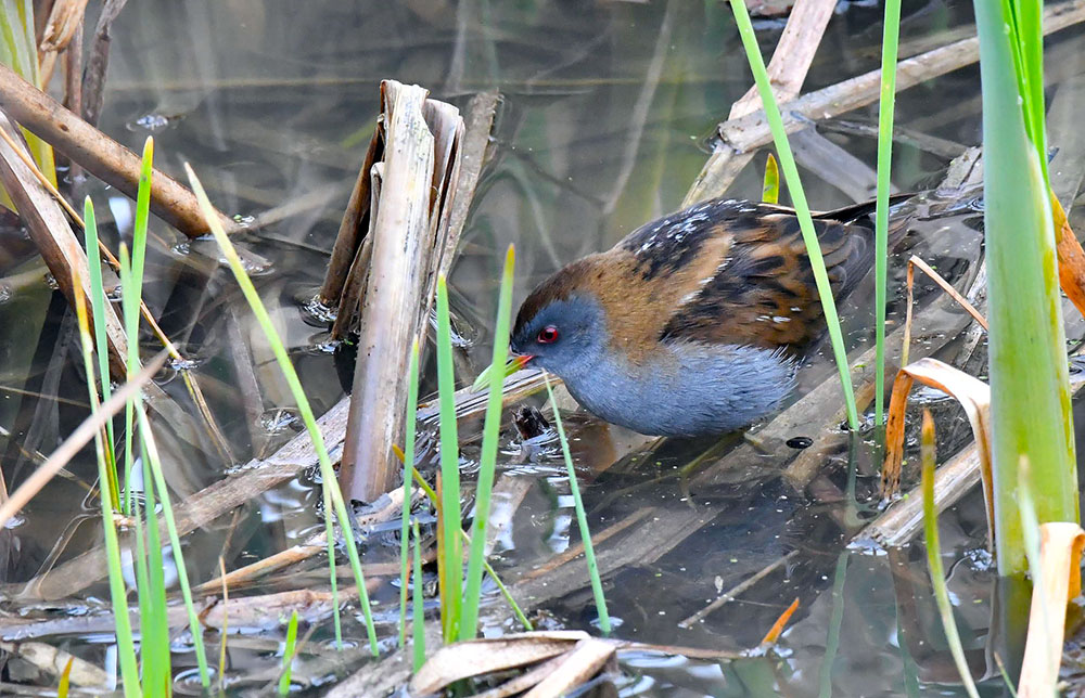 Little Crake