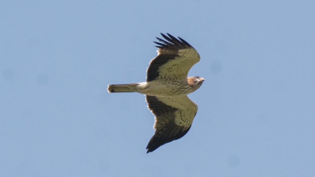 Küçük Kartal
