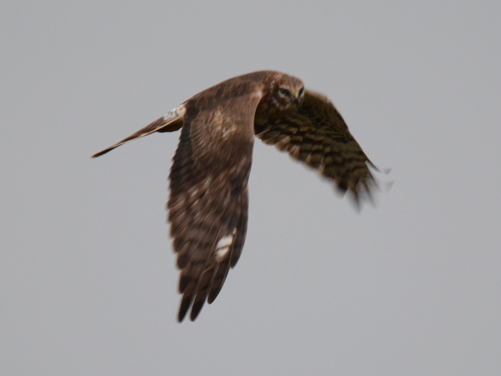 Pallid Harrier
