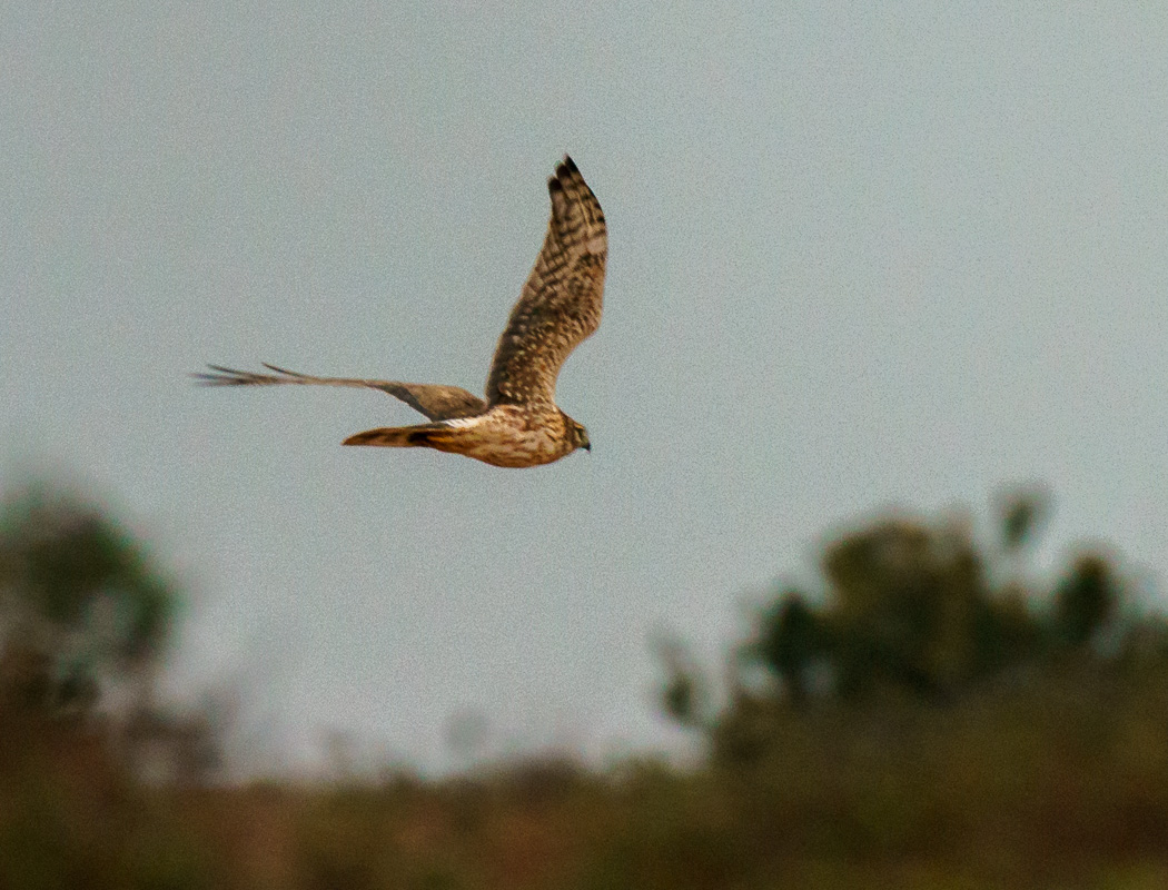 Pallid Harrier