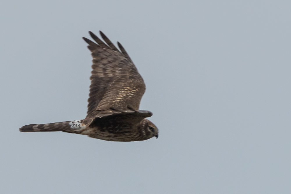 Pallid Harrier