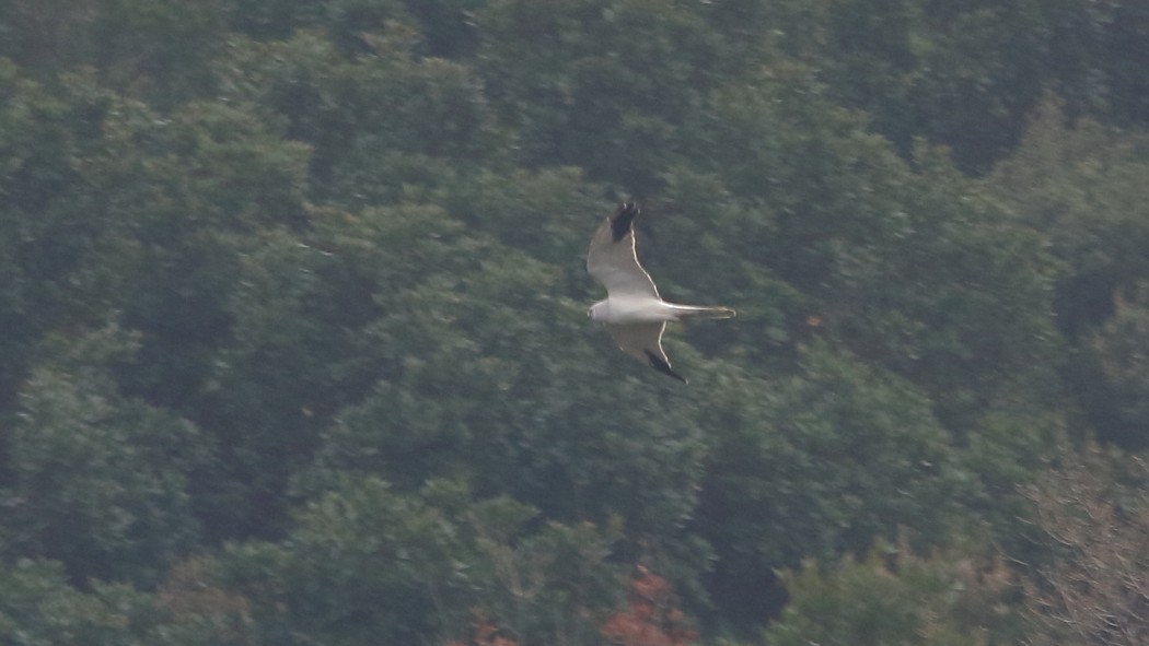 Pallid Harrier