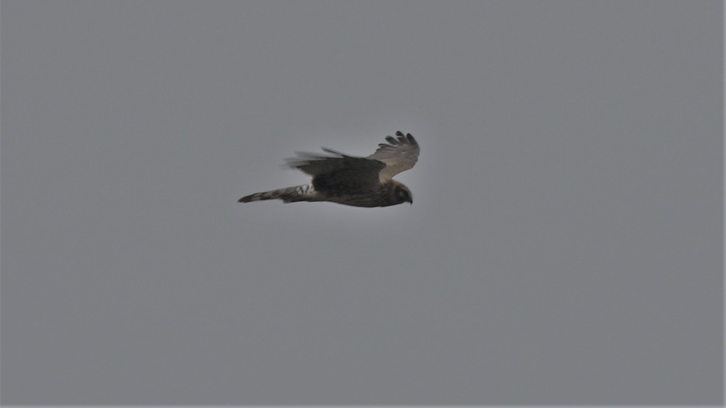 Pallid Harrier
