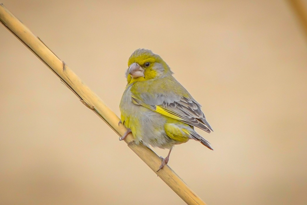 European Greenfinch
