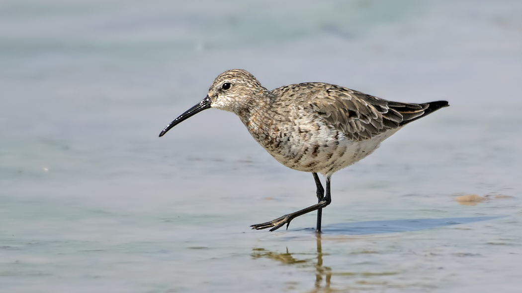 Curlew Sandpiper