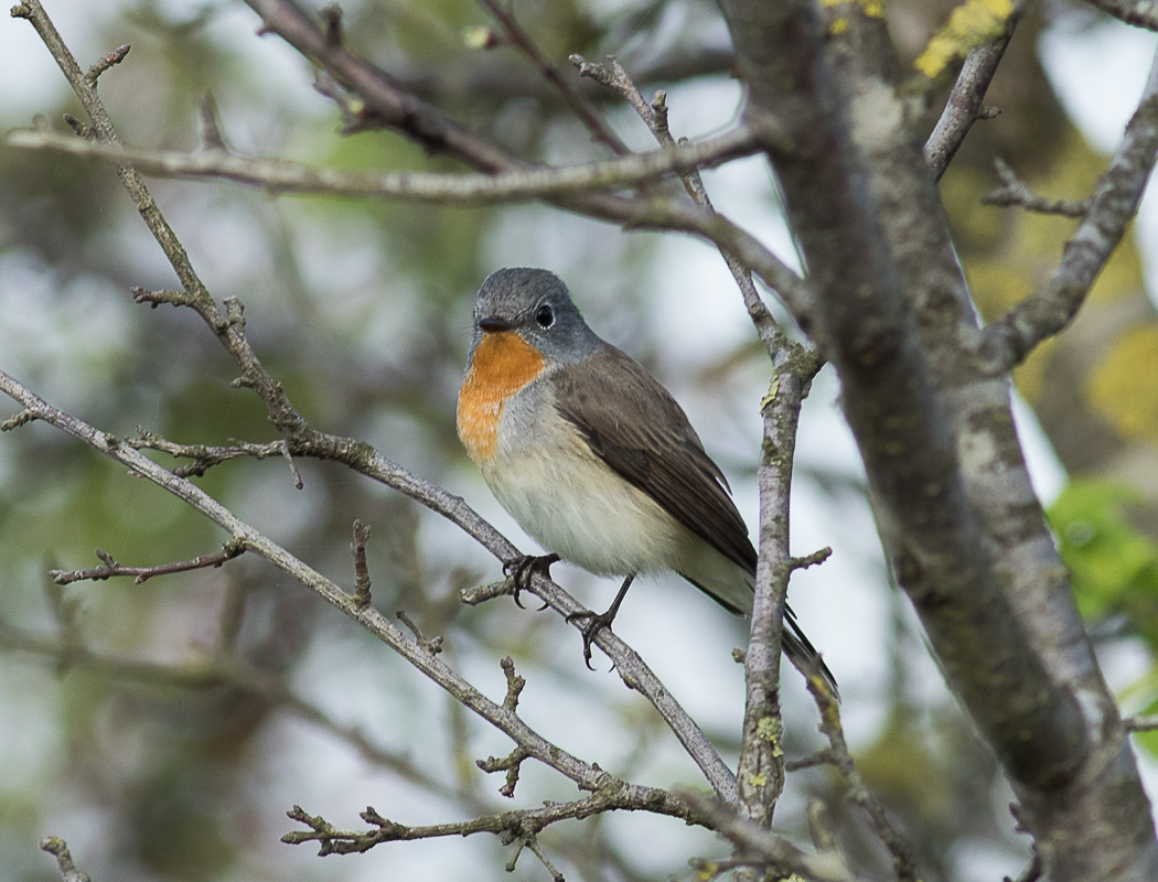 Red-breasted Flycatcher