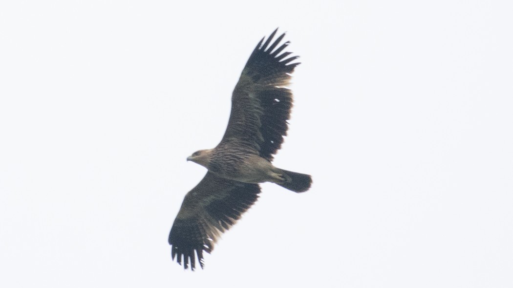 Eastern Imperial Eagle
