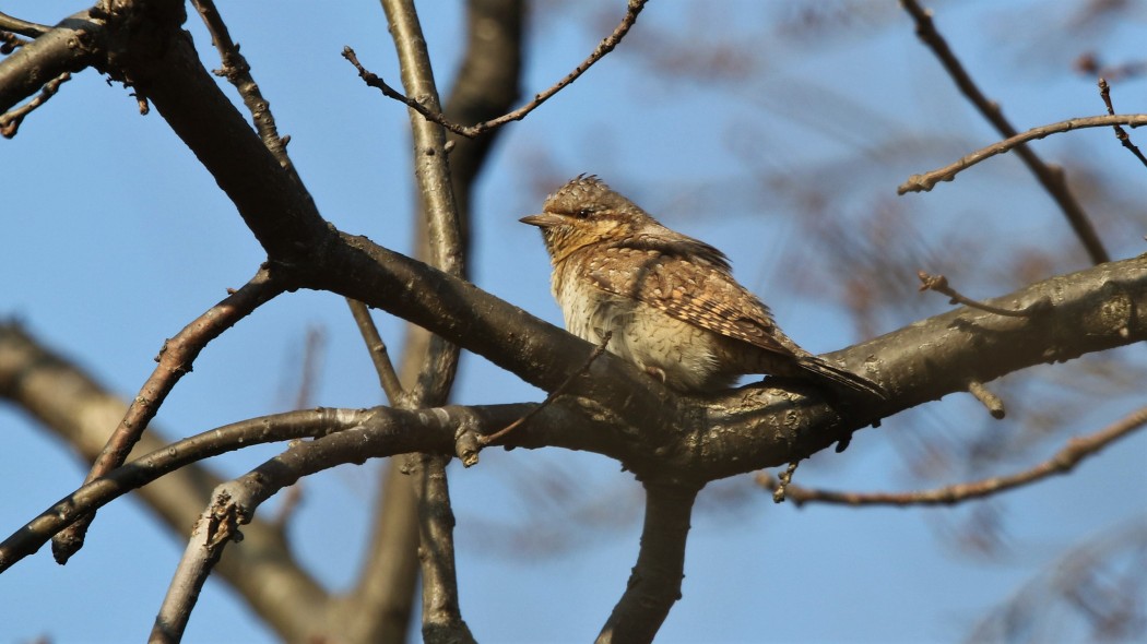 Eurasian Wryneck