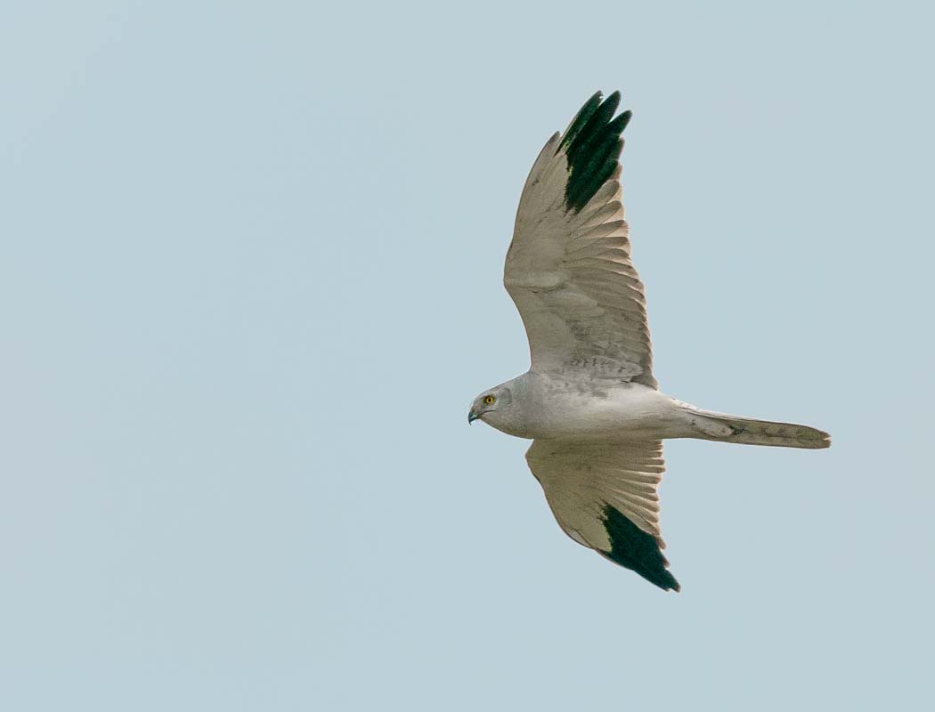 Pallid Harrier