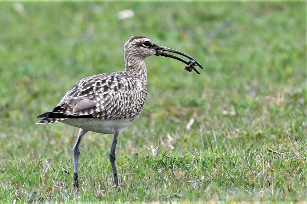 Eurasian Whimbrel