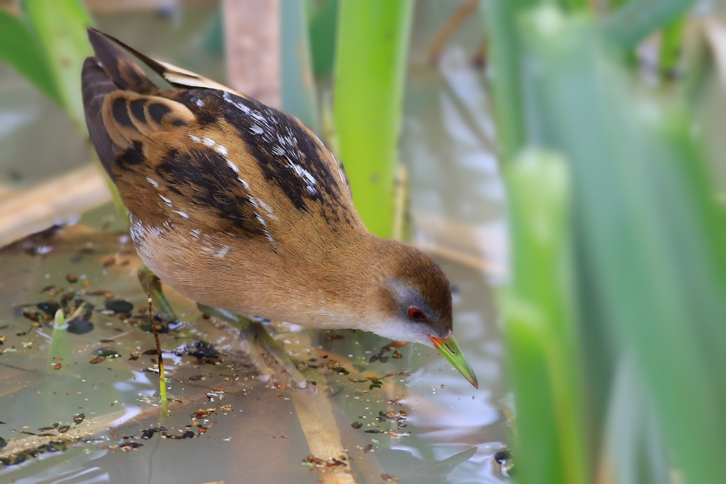 Little Crake