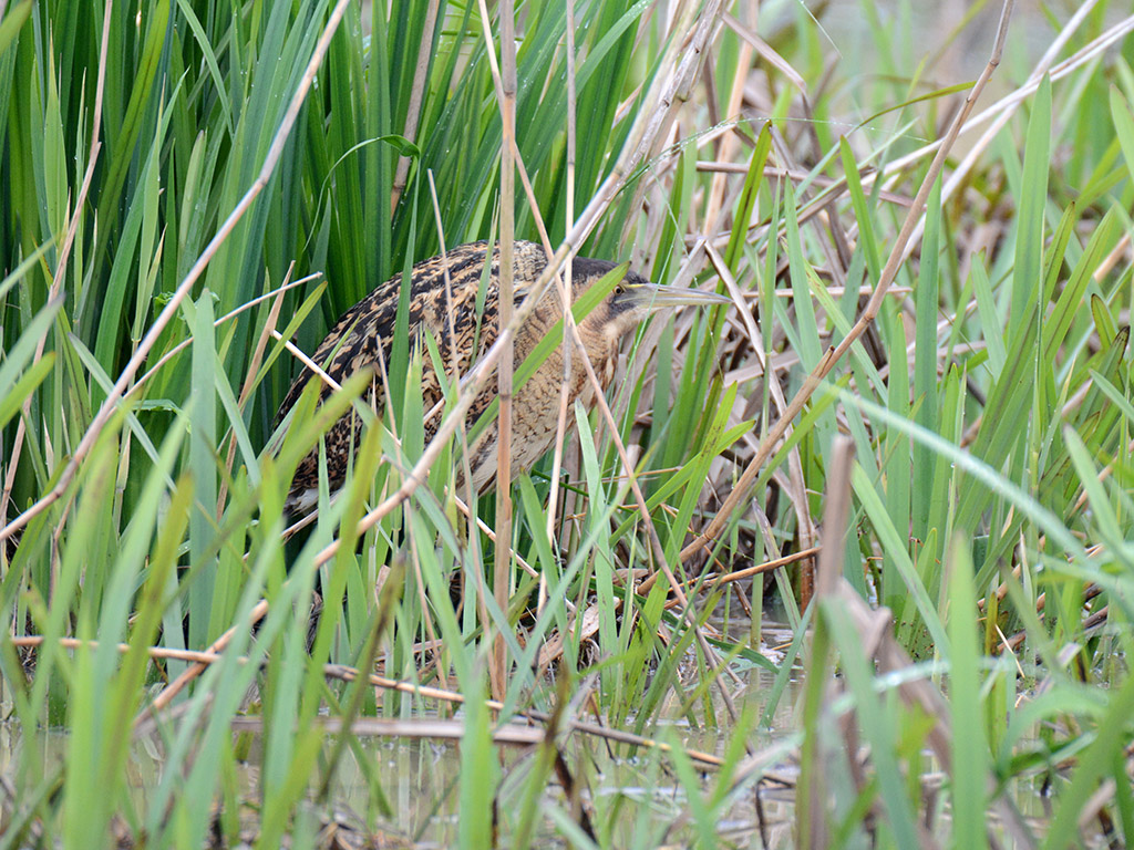 Eurasian Bittern