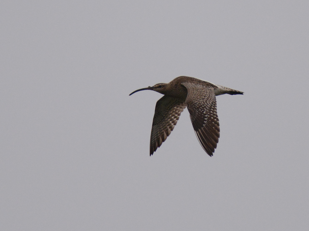 Eurasian Whimbrel
