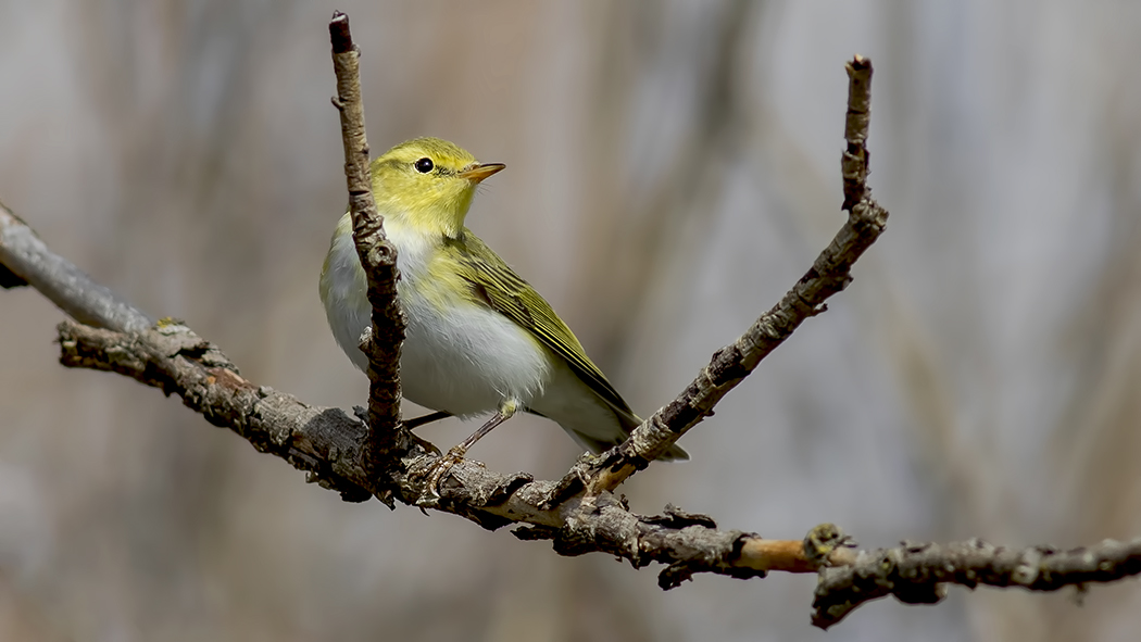 Wood Warbler