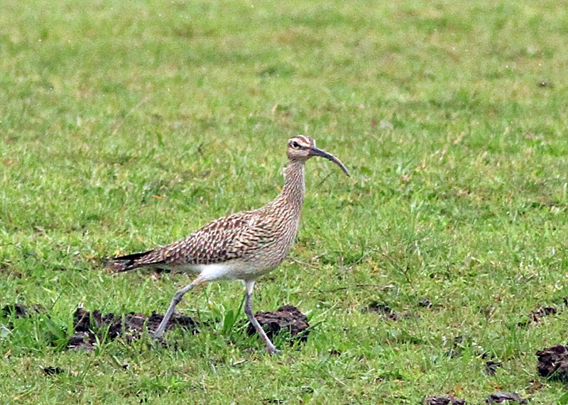 Eurasian Whimbrel