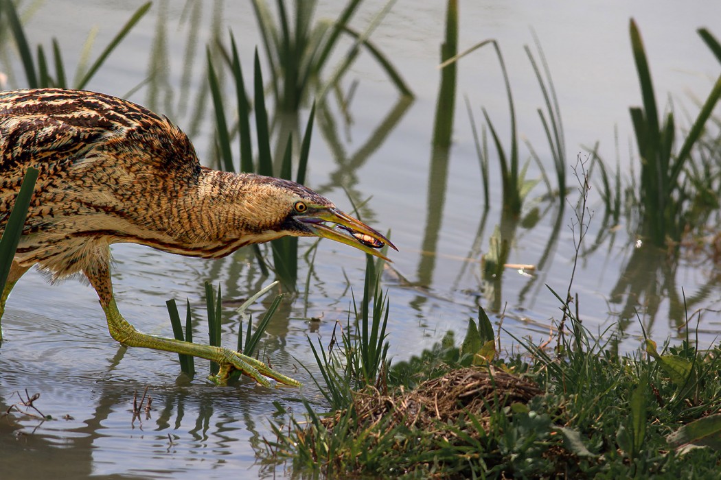 Eurasian Bittern