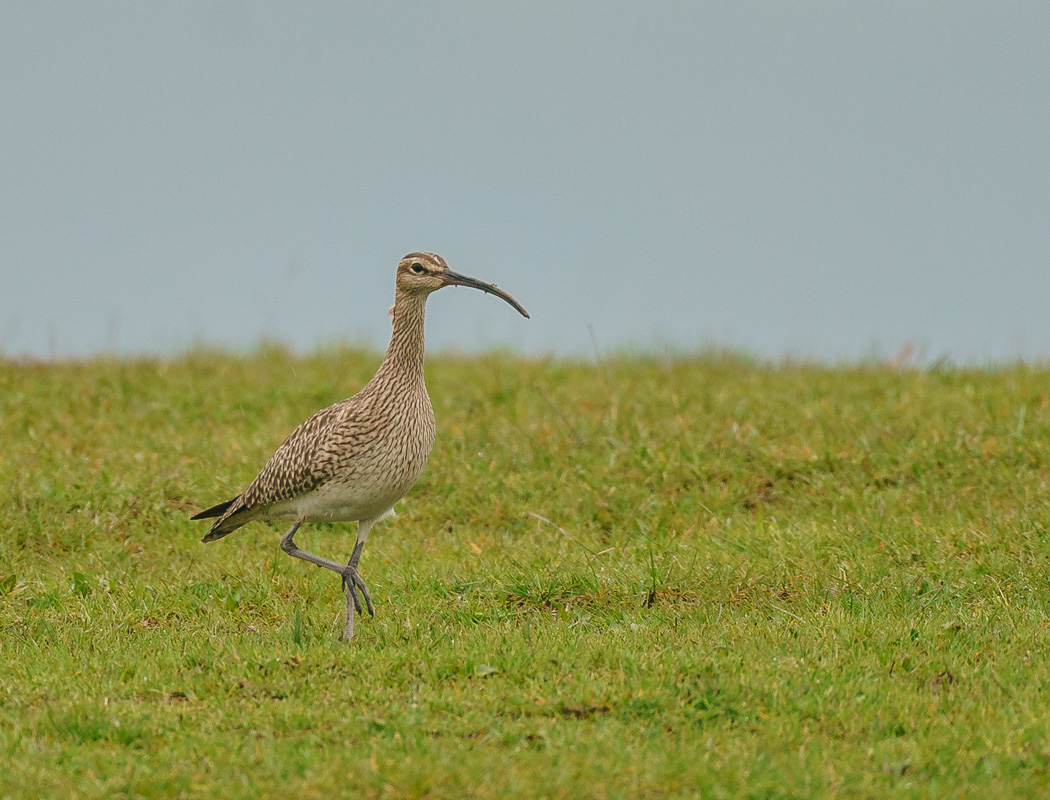 Eurasian Whimbrel