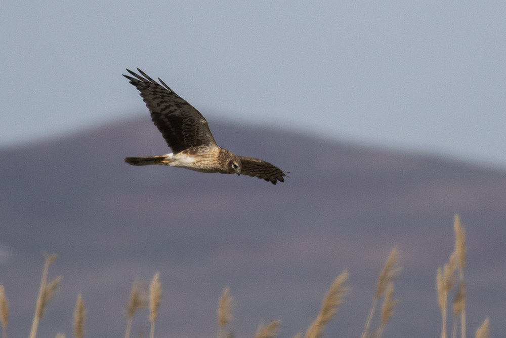 Montagu`s Harrier