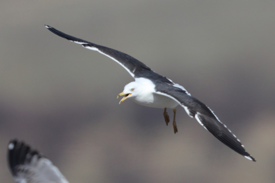 Lesser Black-backed Gull