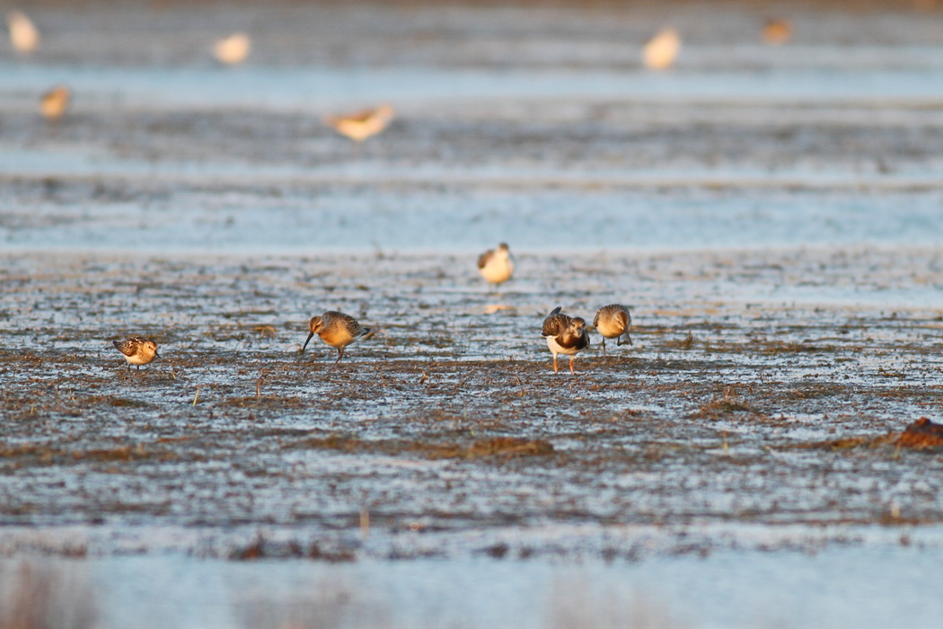 Ruddy Turnstone