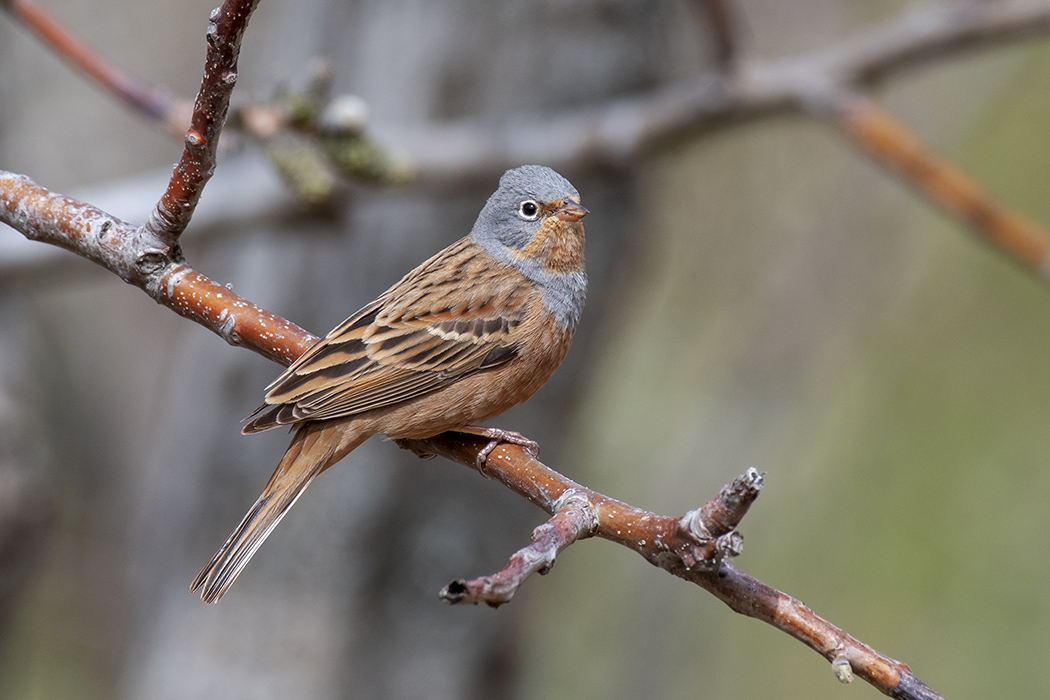 Cretzschmar`s Bunting