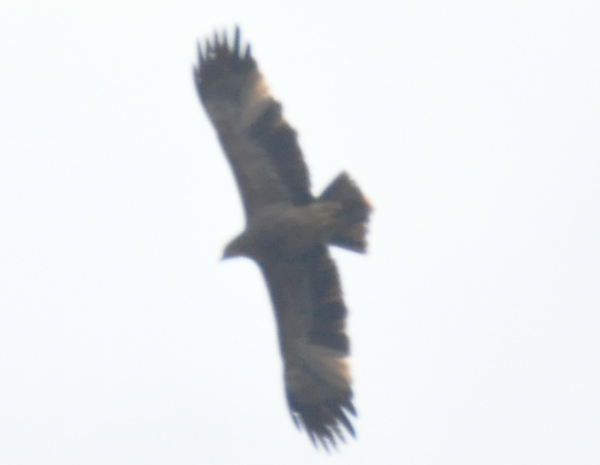 Eastern Imperial Eagle