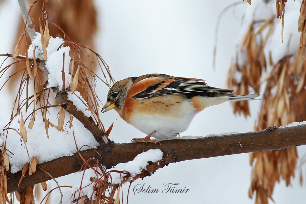 Brambling
