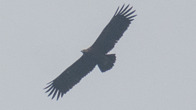 Greater Spotted Eagle
