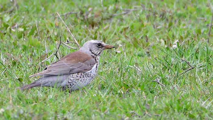 Fieldfare