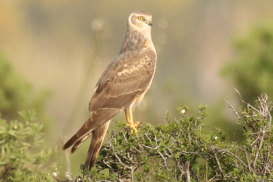 Pallid Harrier