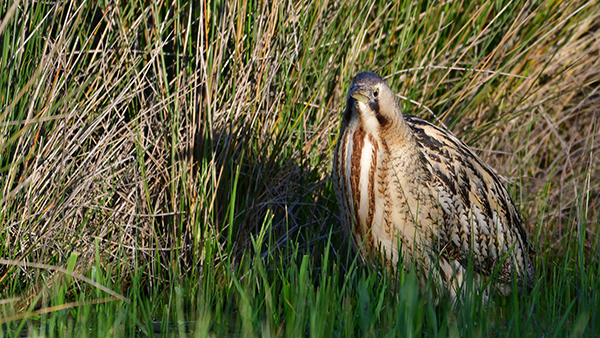 Eurasian Bittern
