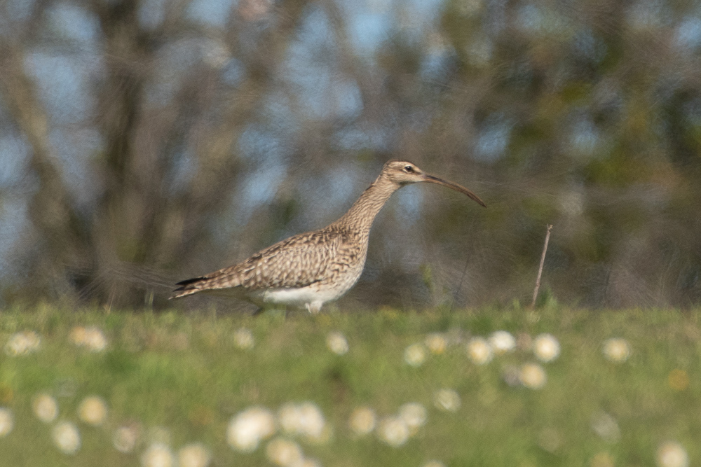 Eurasian Whimbrel