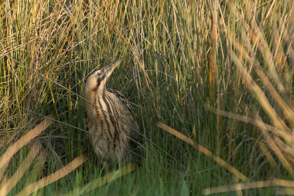 Eurasian Bittern