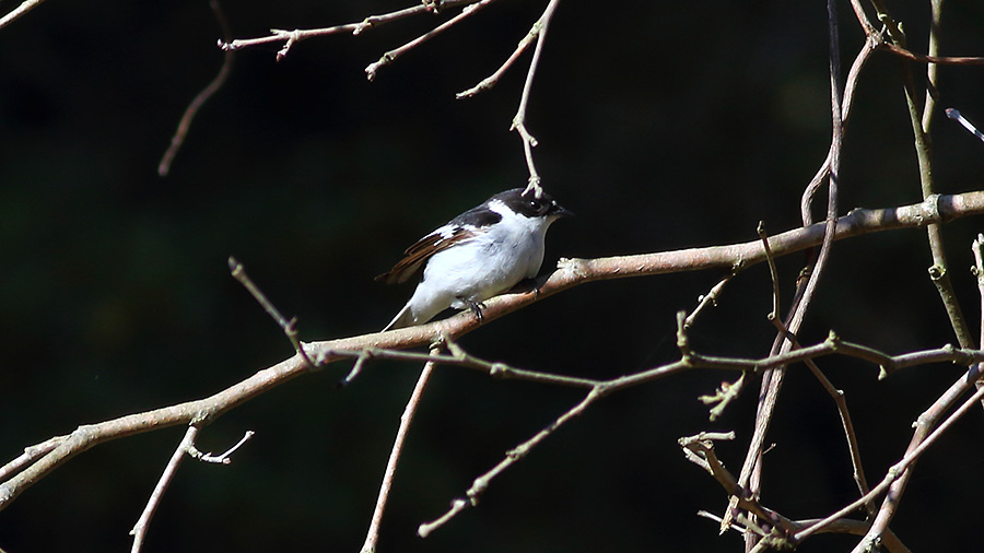 Semicollared Flycatcher