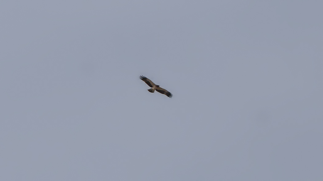 Küçük Kartal