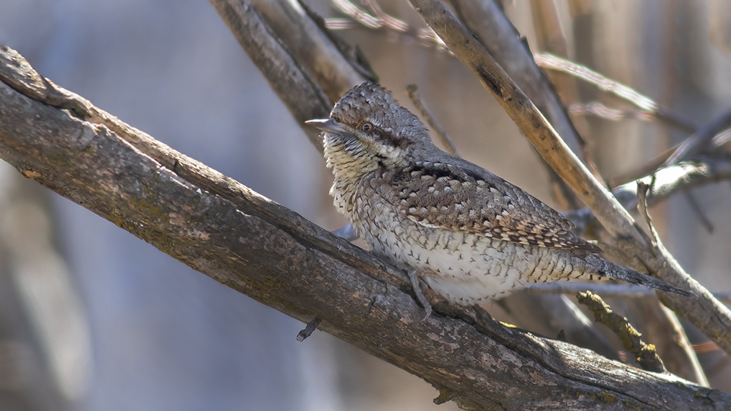 Eurasian Wryneck