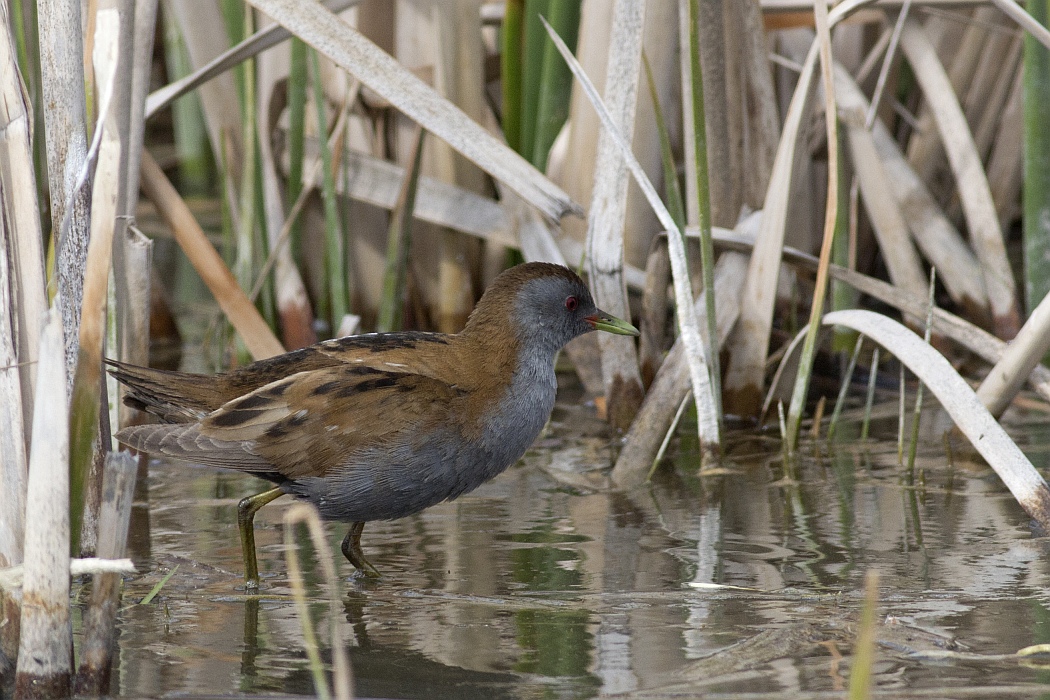 Little Crake