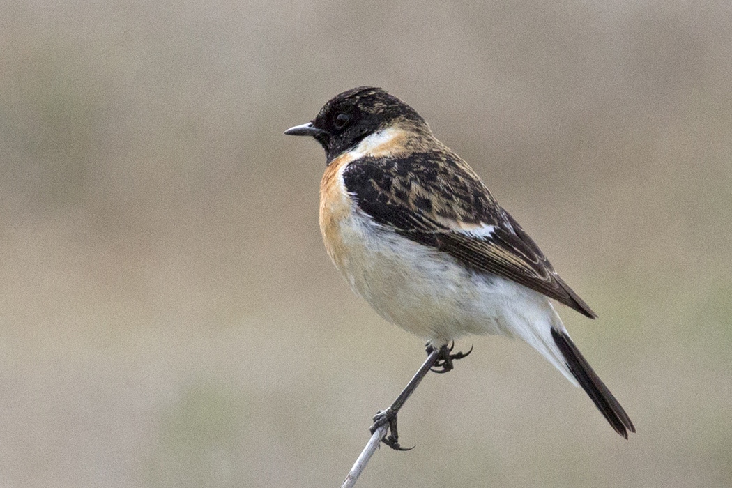 Siberian Stonechat