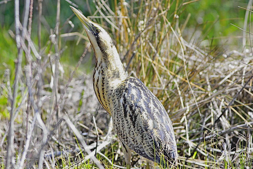 Eurasian Bittern
