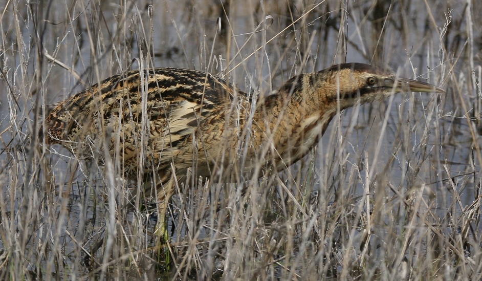 Eurasian Bittern