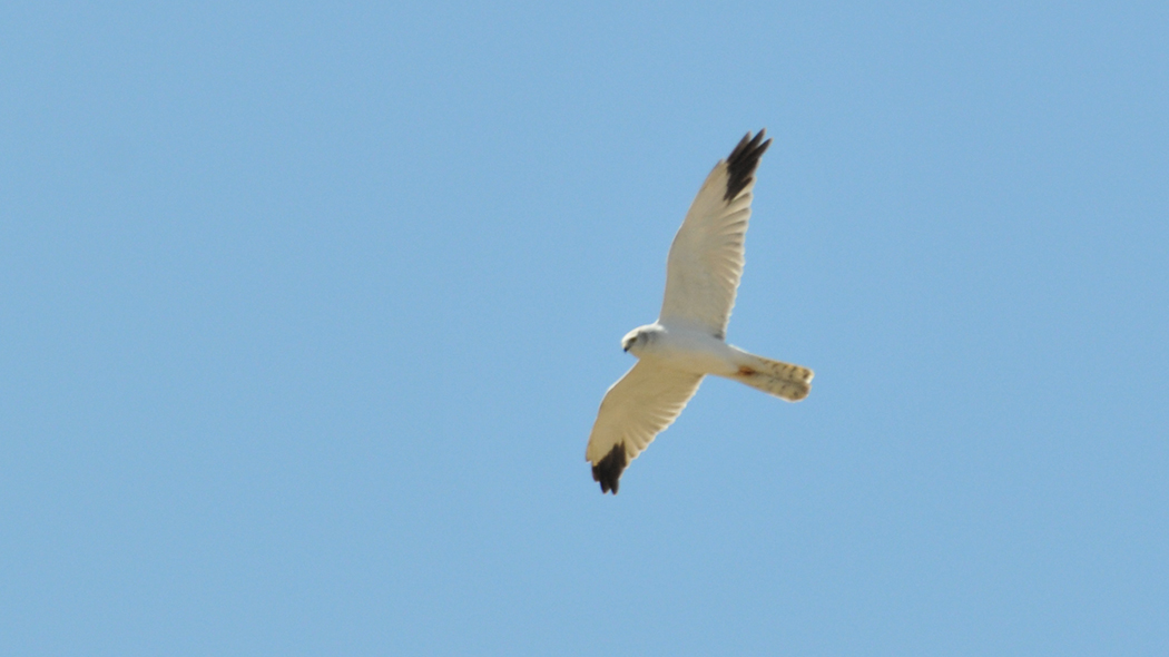 Pallid Harrier